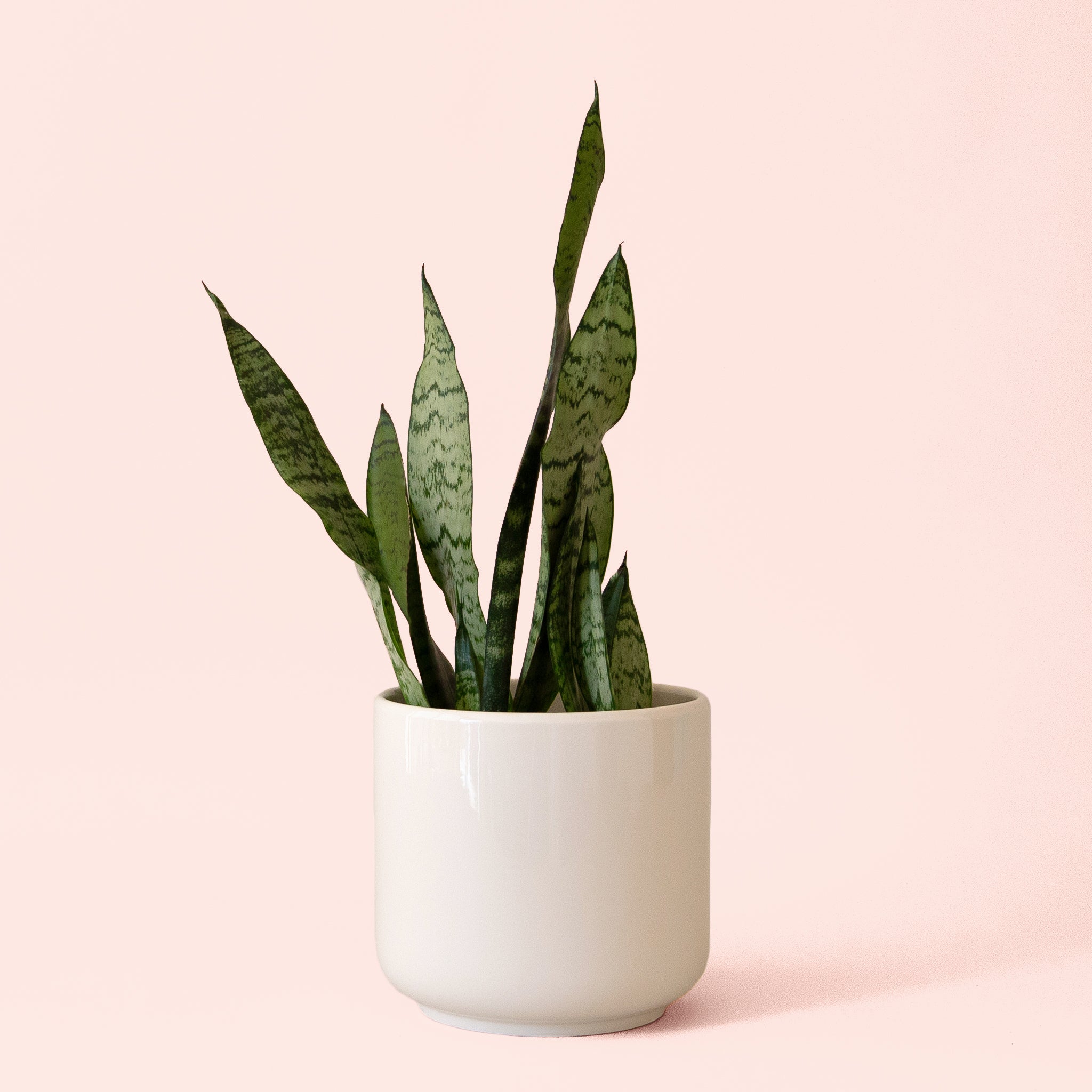 Sansevieria | Zeylanica