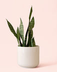 Sansevieria | Zeylanica