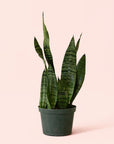 Sansevieria | Zeylanica