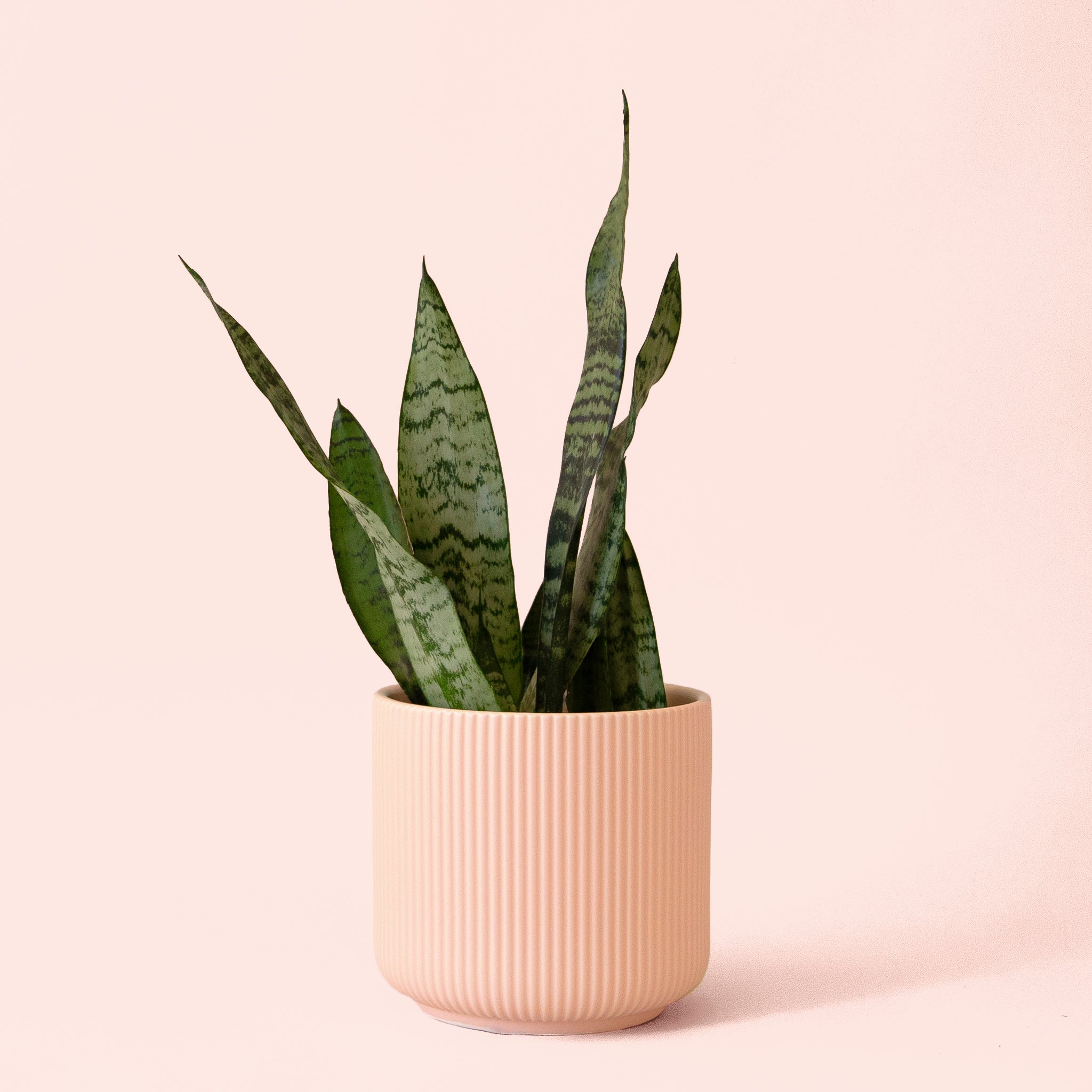 Sansevieria | Zeylanica