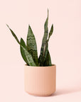 Sansevieria | Zeylanica