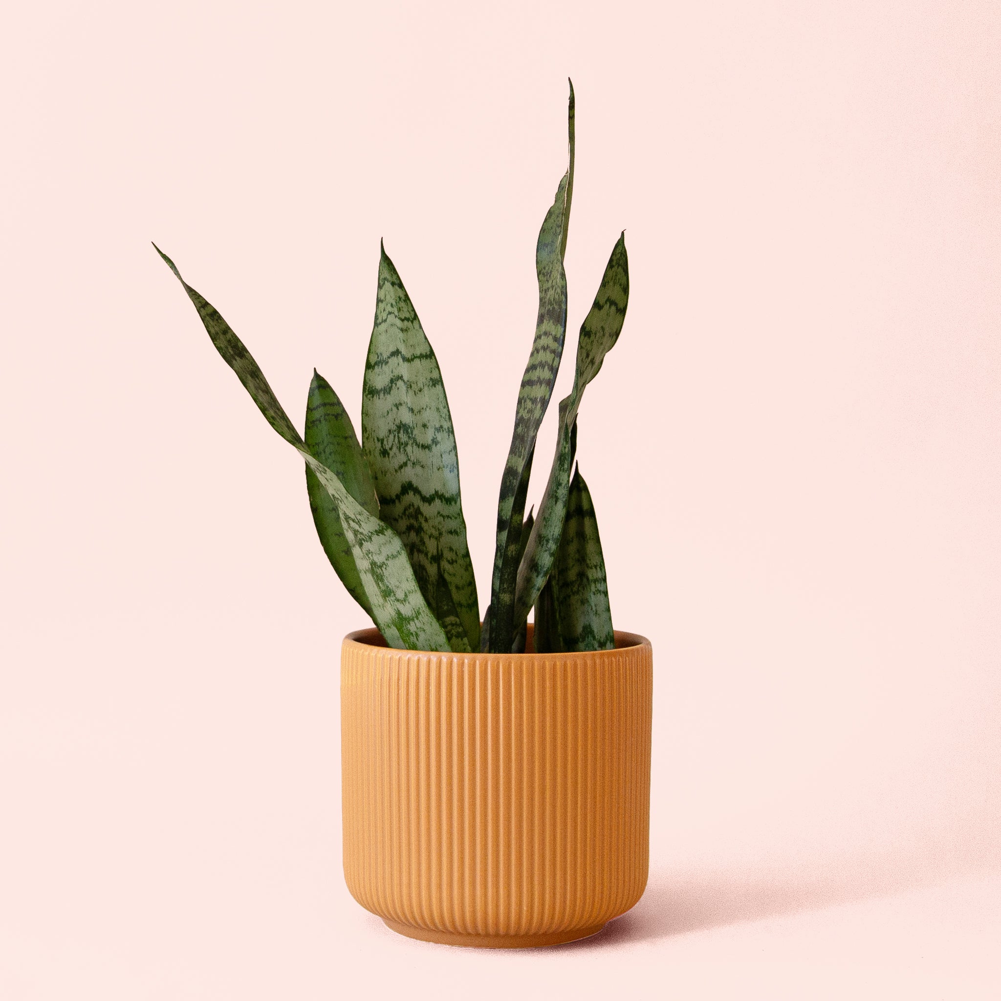 Sansevieria | Zeylanica