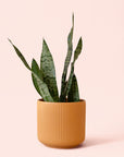 Sansevieria | Zeylanica