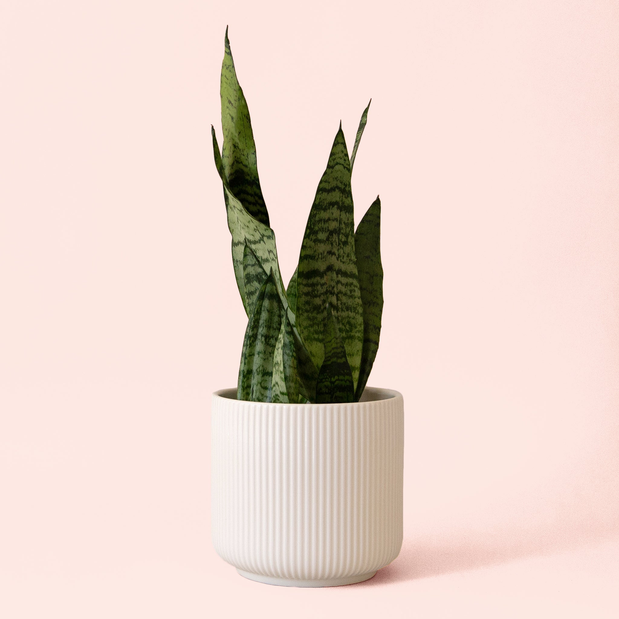 Sansevieria | Zeylanica