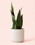 Sansevieria | Zeylanica