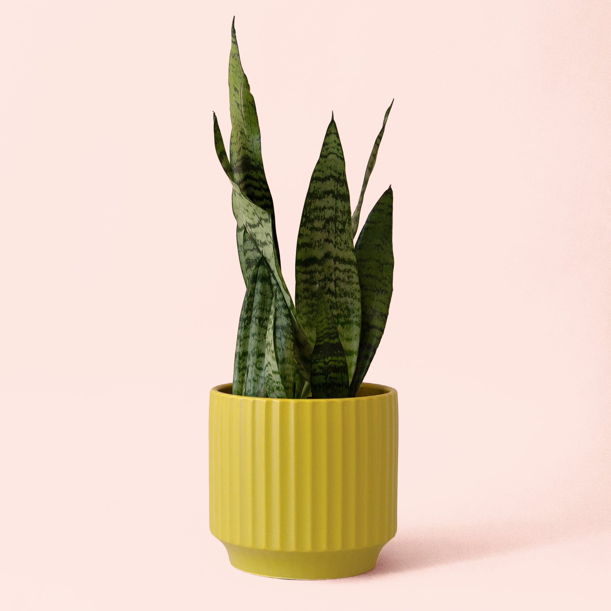 Sansevieria | Zeylanica