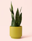 Sansevieria | Zeylanica