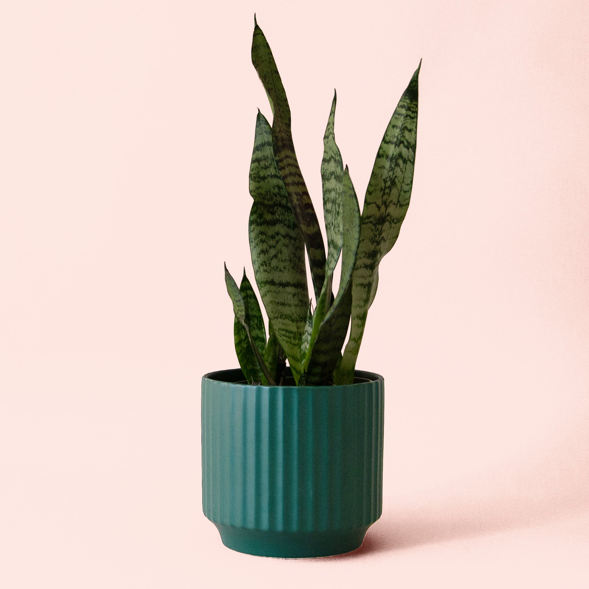 Sansevieria | Zeylanica