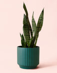 Sansevieria | Zeylanica