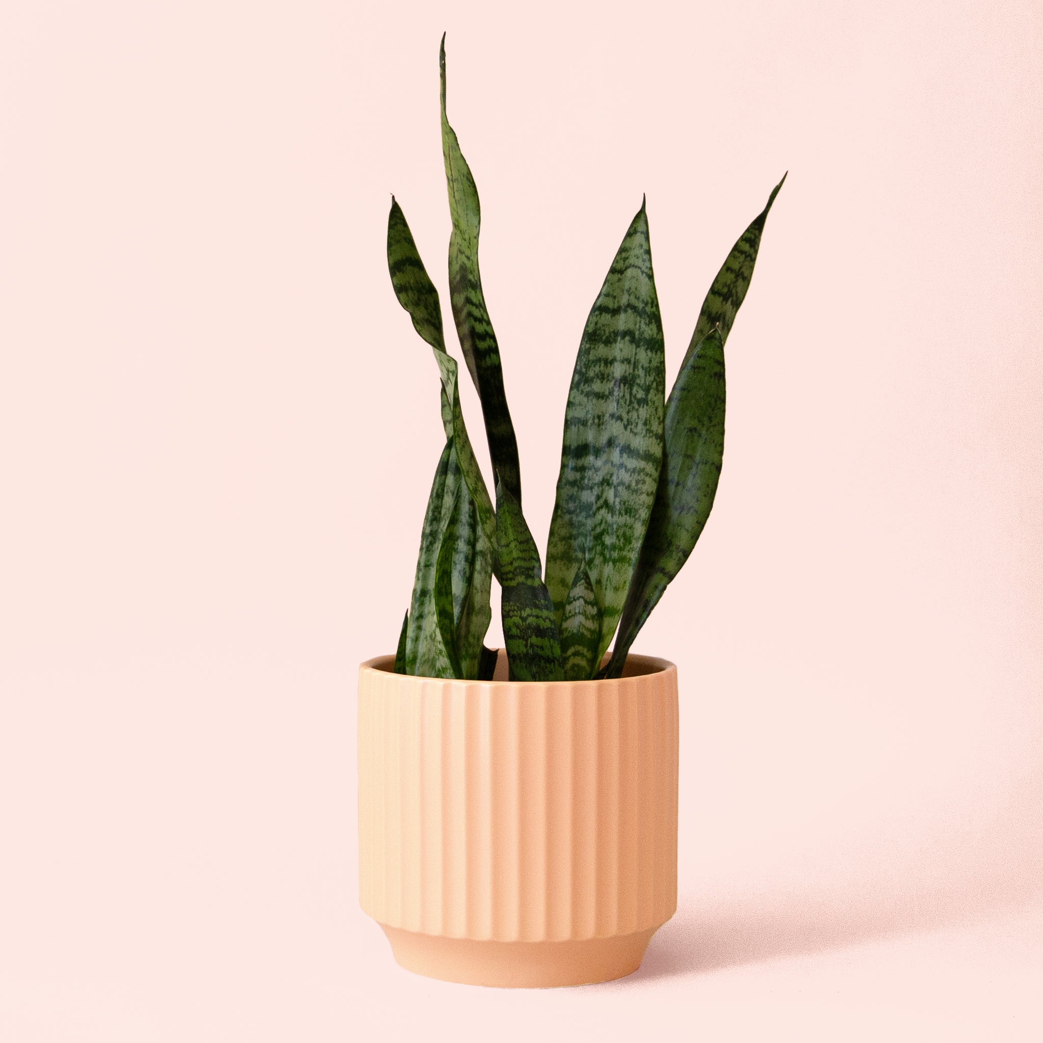 Sansevieria | Zeylanica