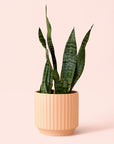 Sansevieria | Zeylanica