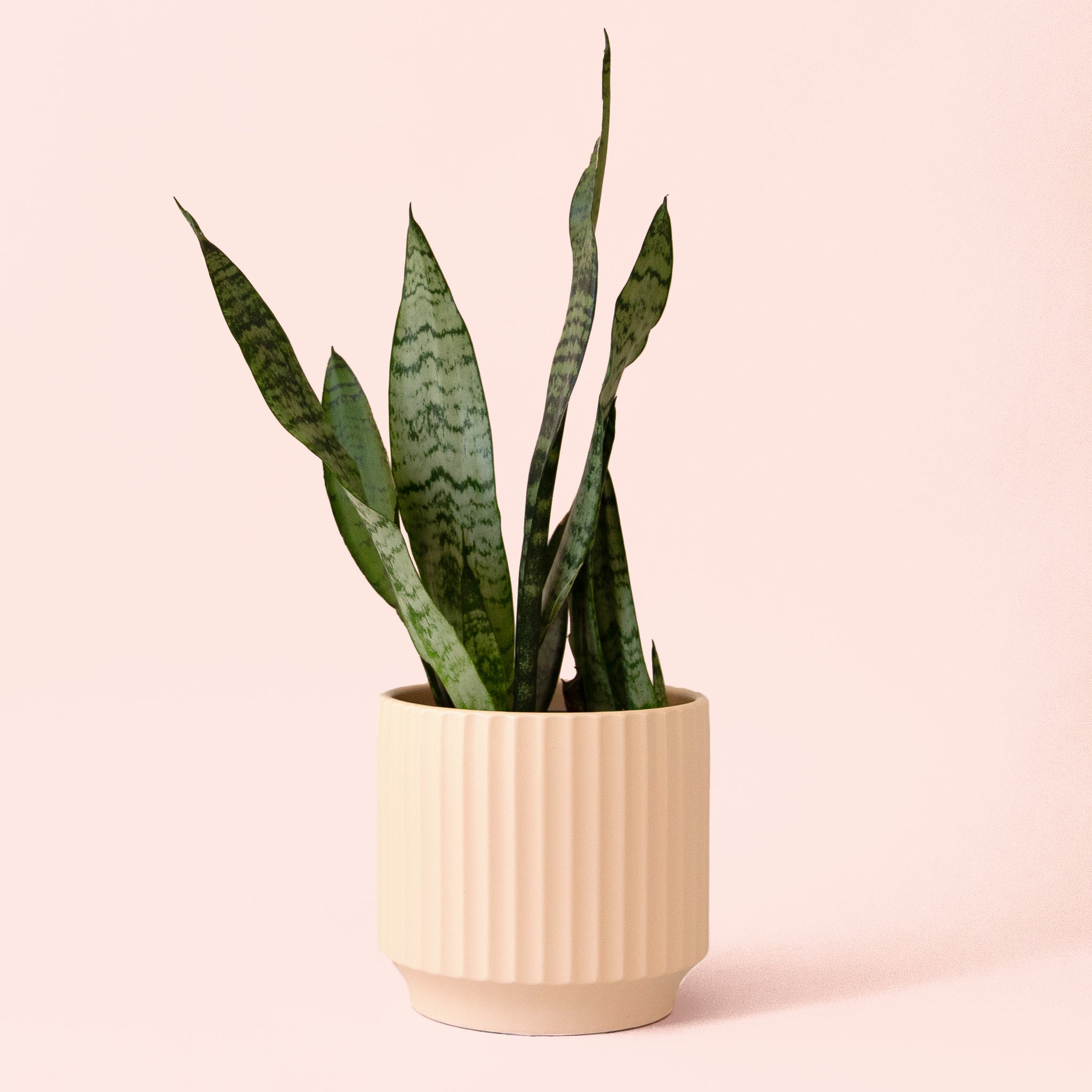 Sansevieria | Zeylanica