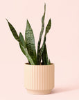 Sansevieria | Zeylanica