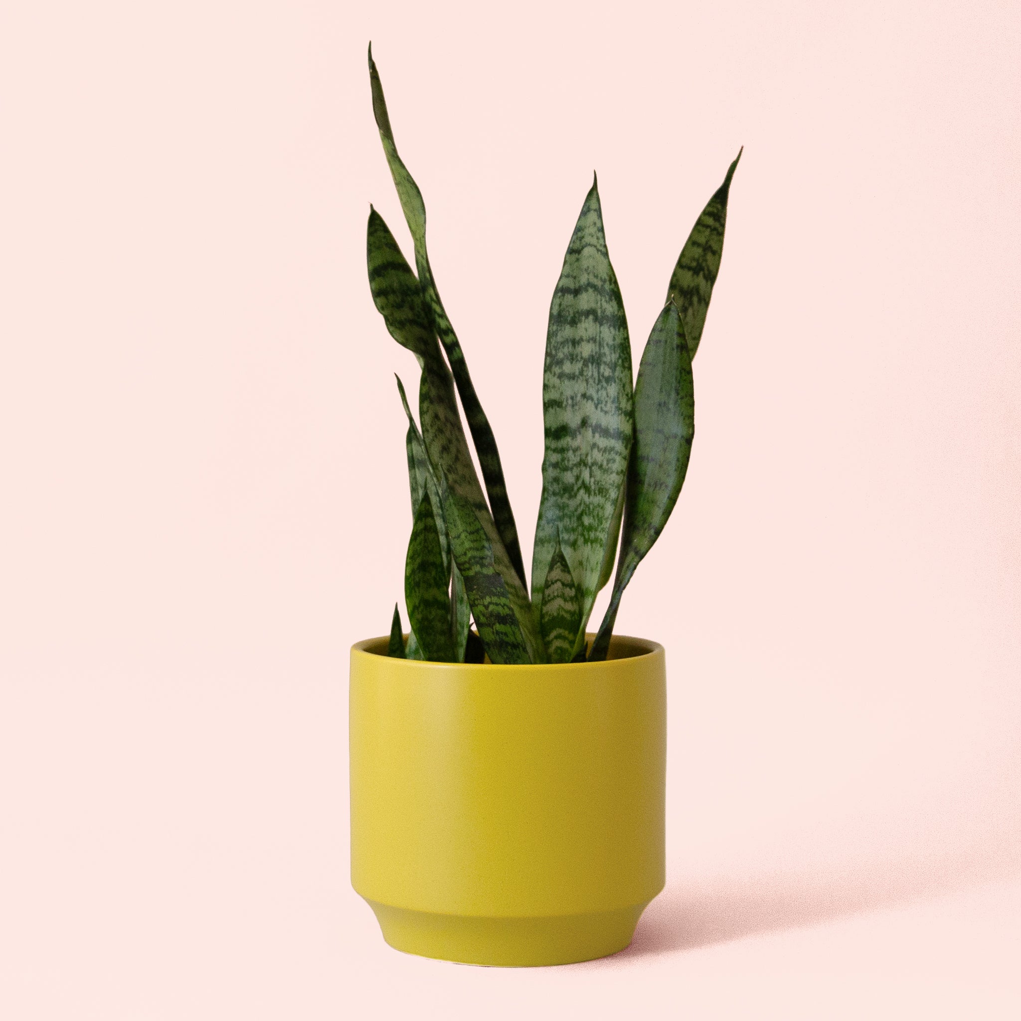 Sansevieria | Zeylanica