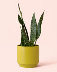 Sansevieria | Zeylanica