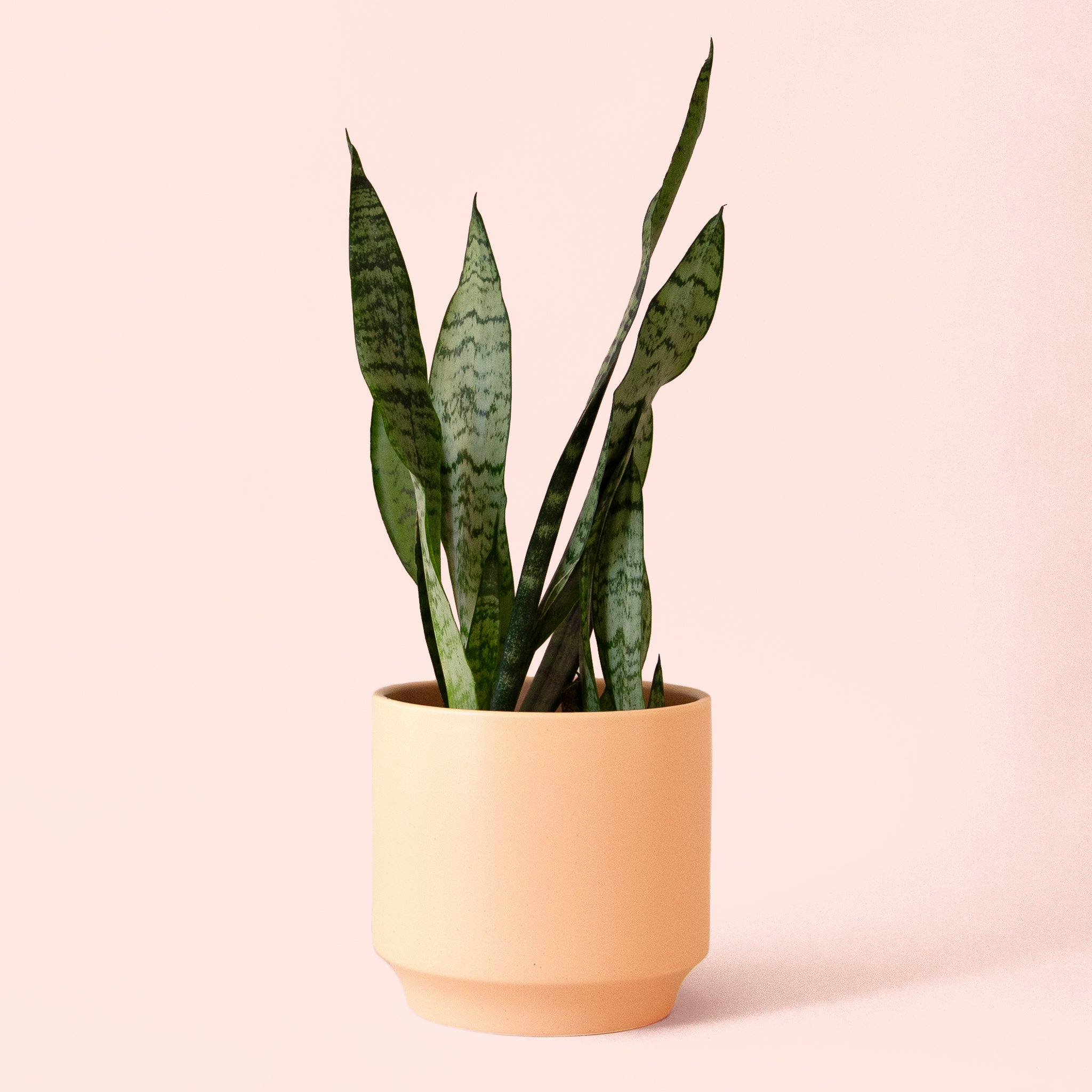 Sansevieria | Zeylanica