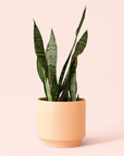 Sansevieria | Zeylanica