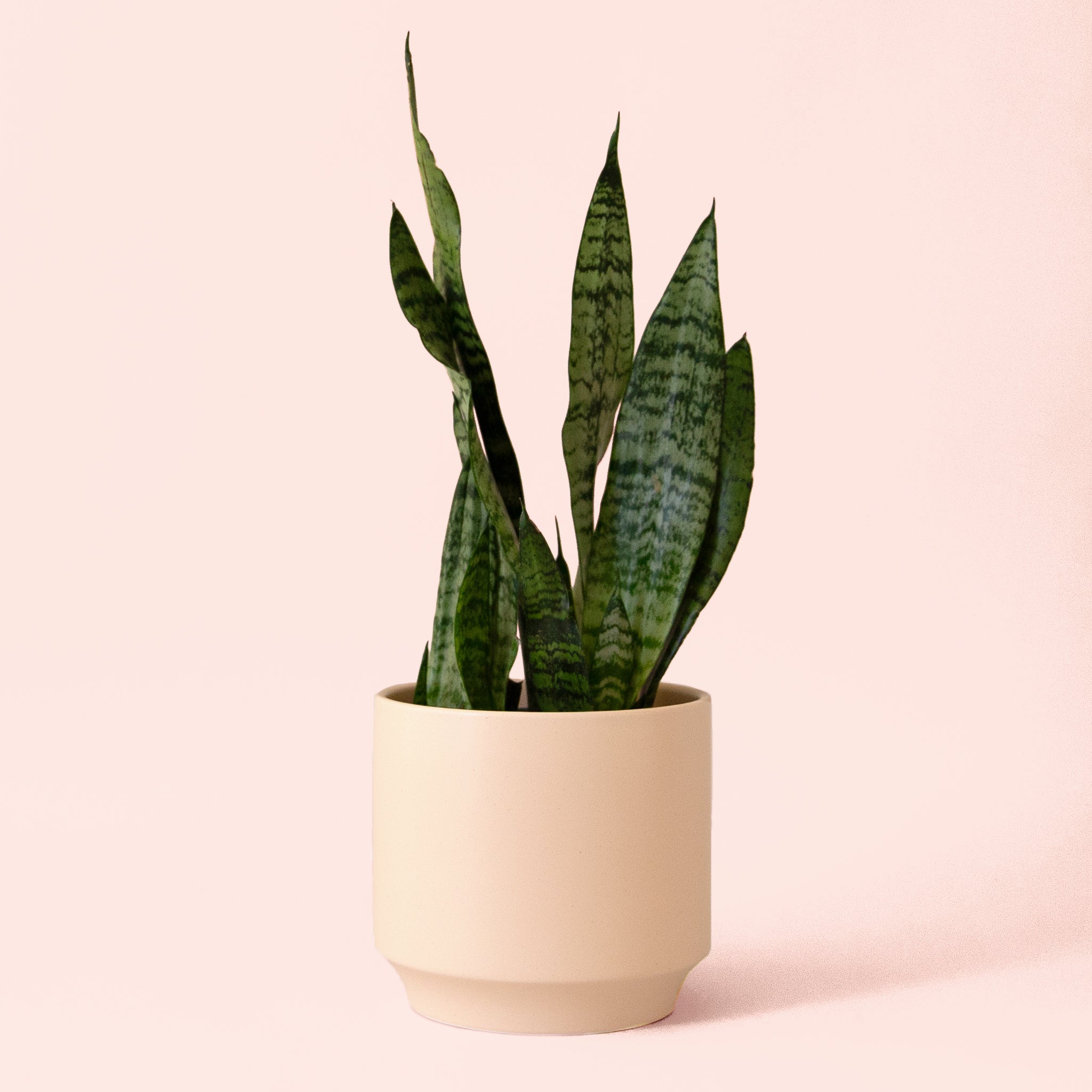 Sansevieria | Zeylanica