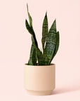 Sansevieria | Zeylanica