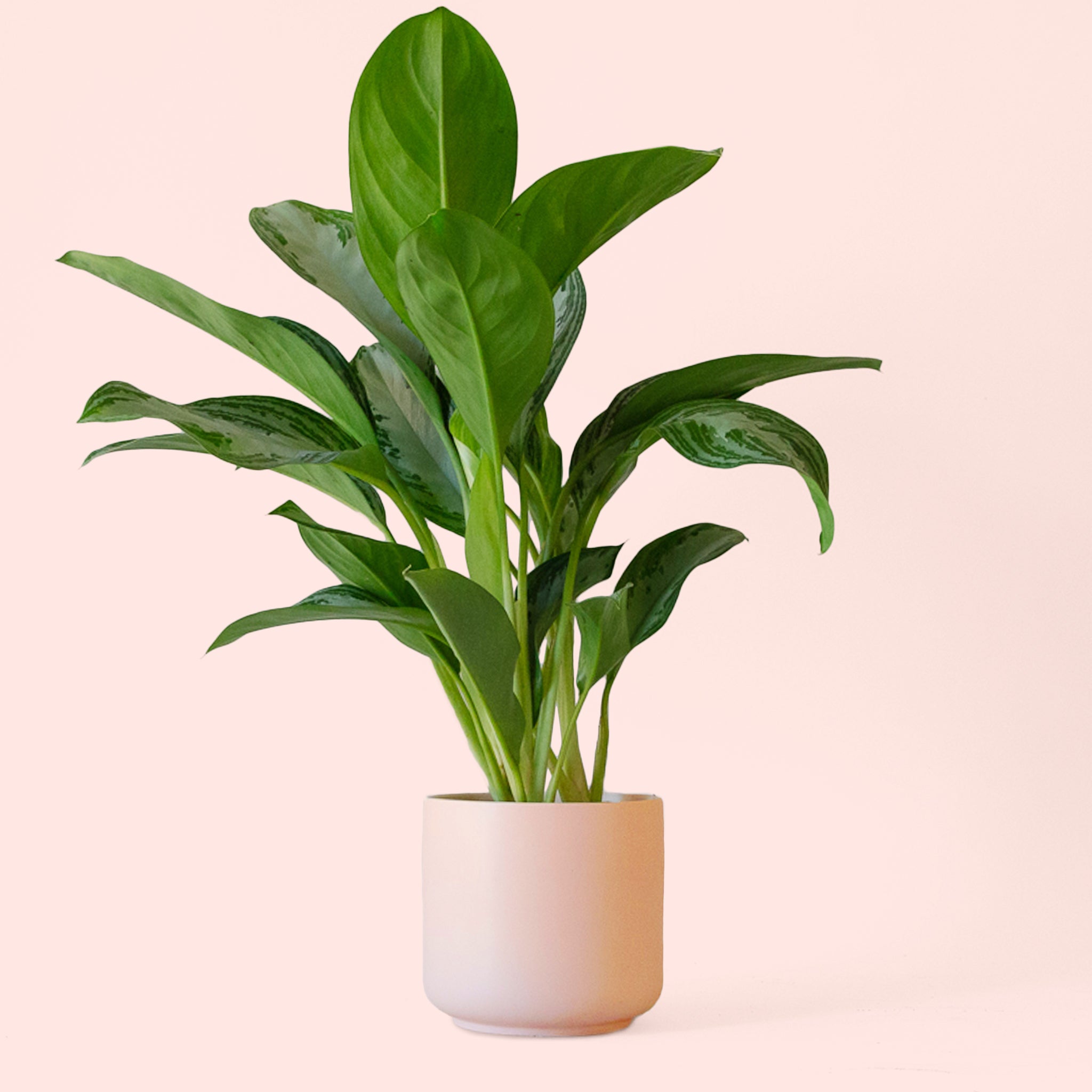 Aglaonema | Silver Bay