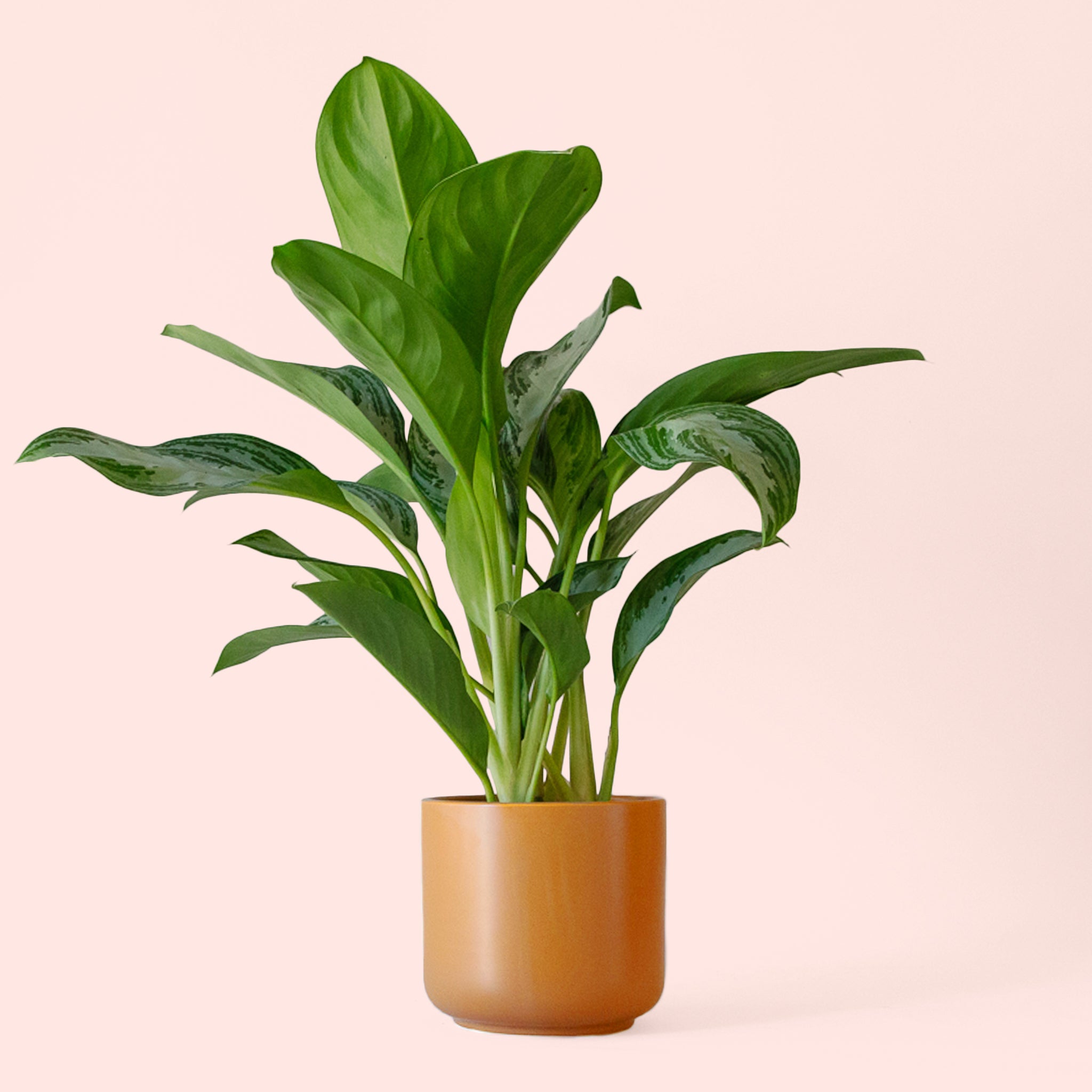 Aglaonema | Silver Bay