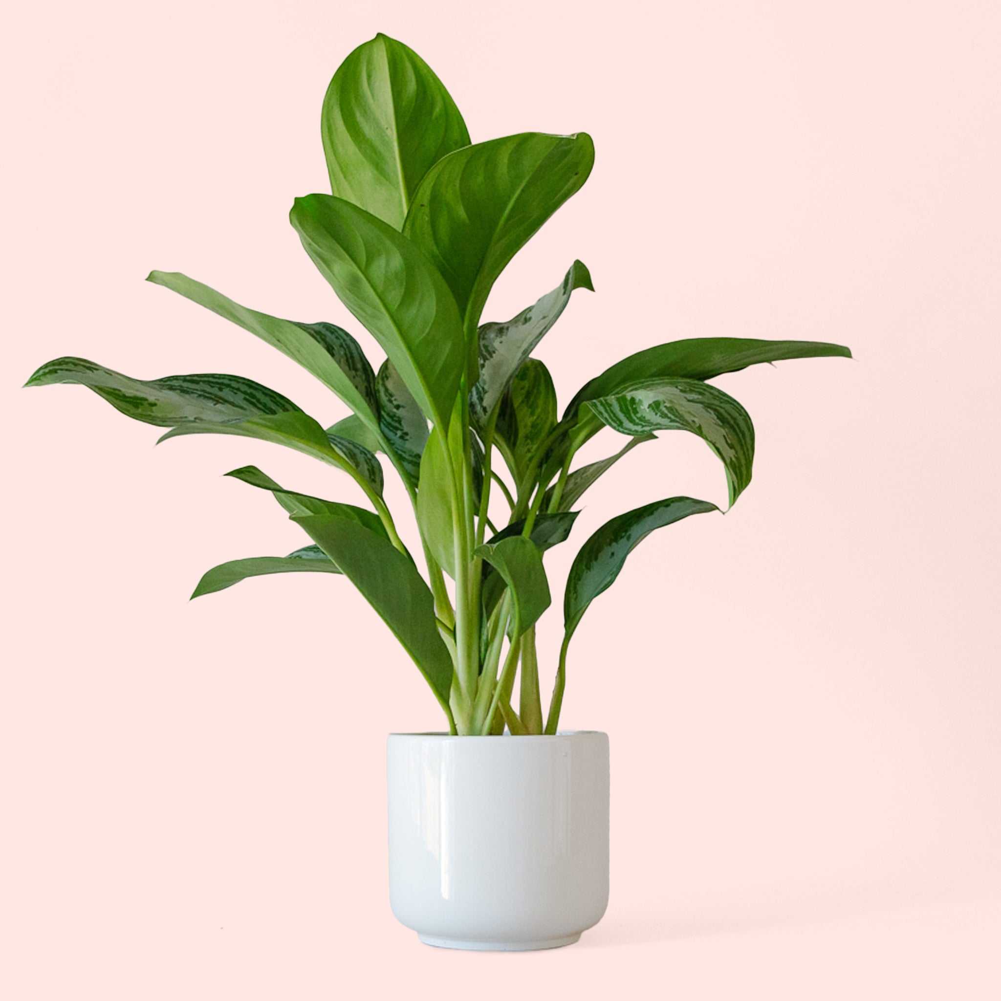 Aglaonema | Silver Bay