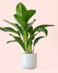 Aglaonema | Silver Bay