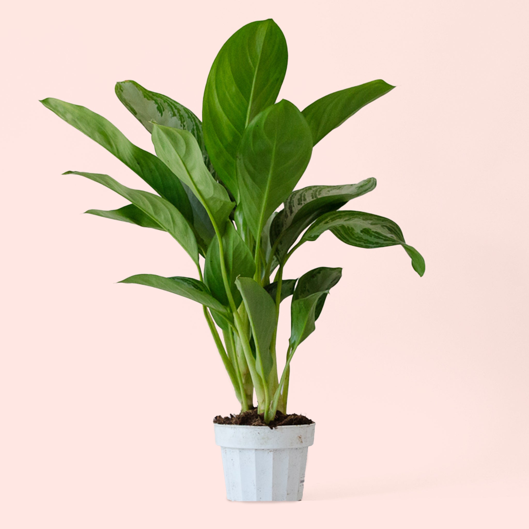 Aglaonema | Silver Bay