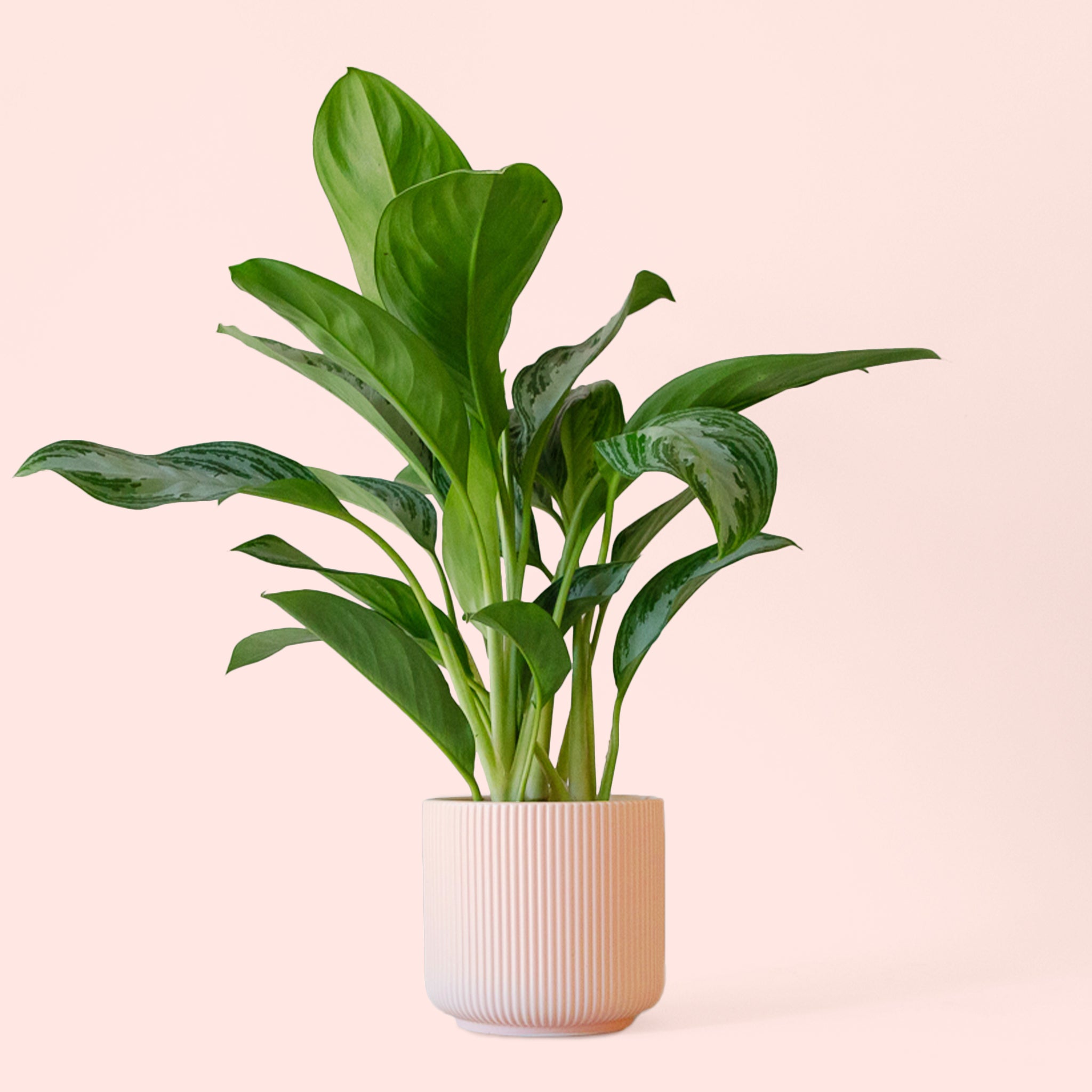 Aglaonema | Silver Bay