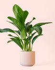 Aglaonema | Silver Bay