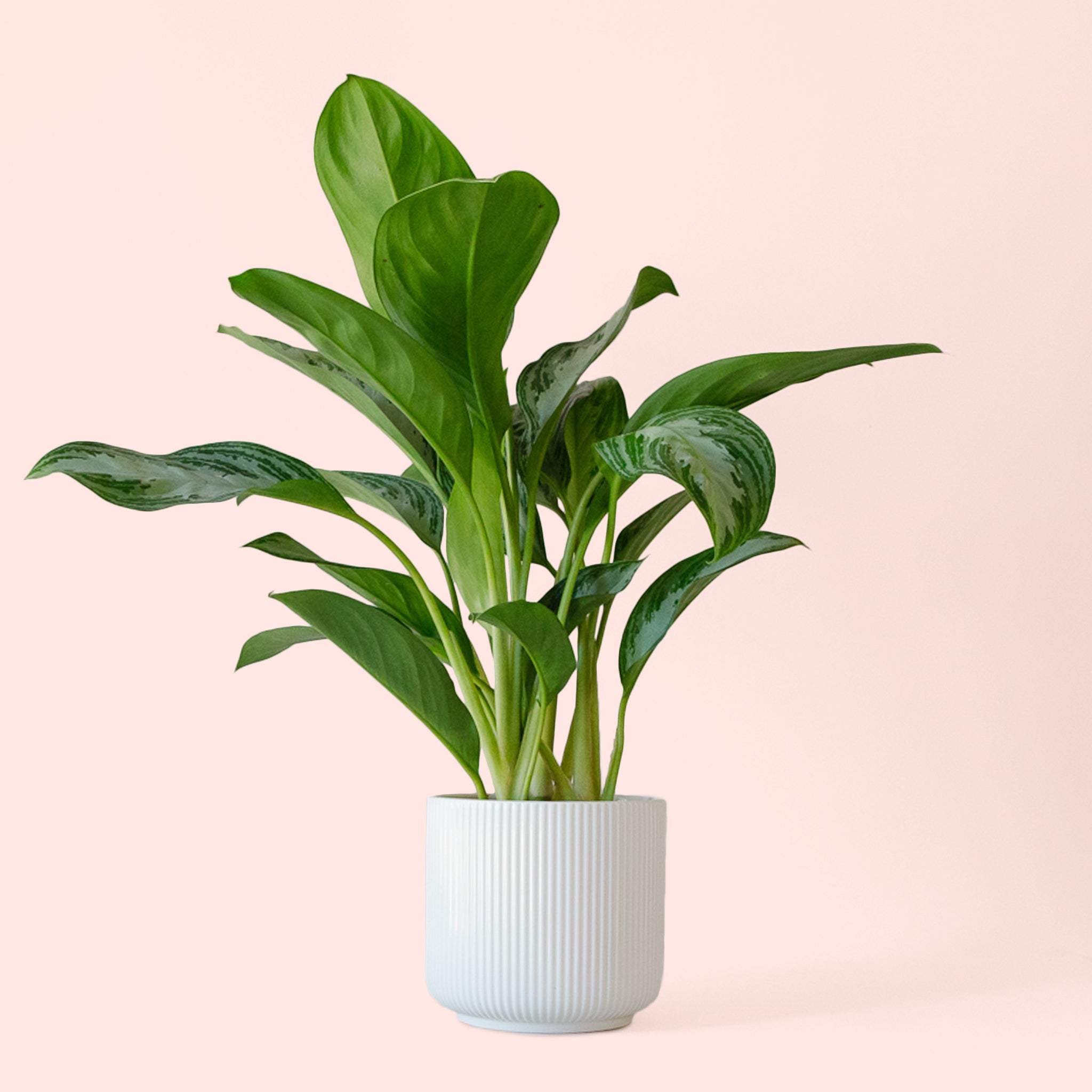 Aglaonema | Silver Bay