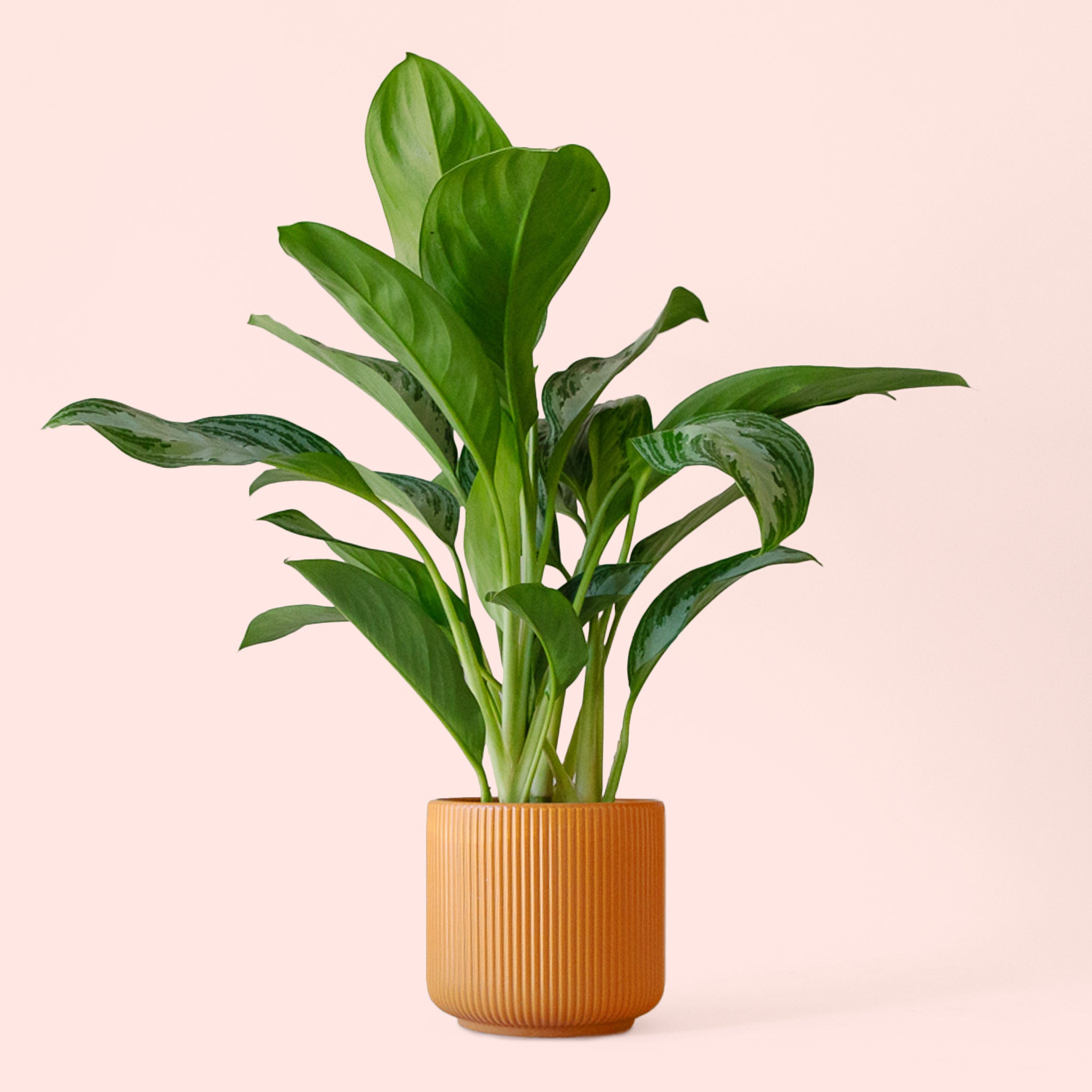 Aglaonema | Silver Bay