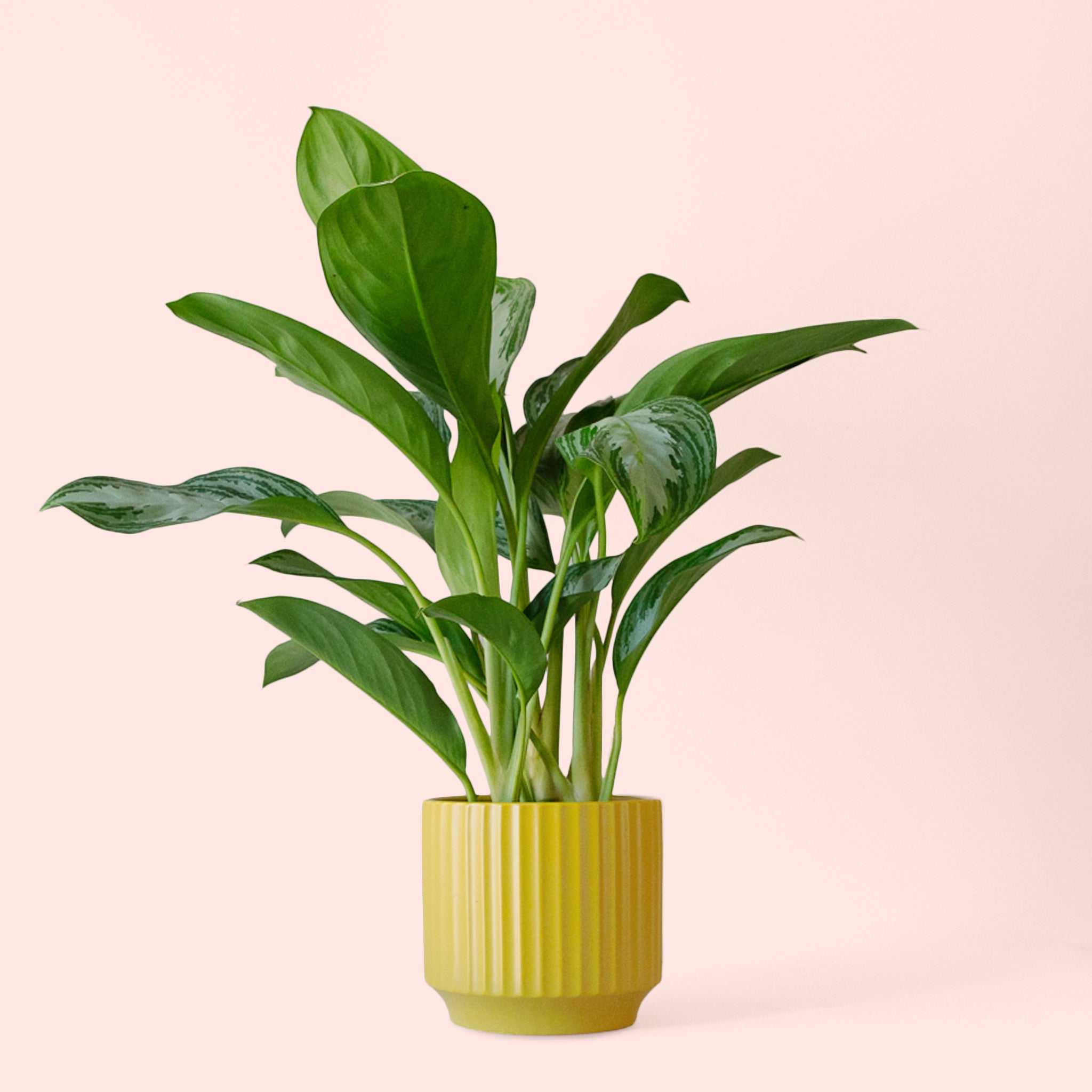 Aglaonema | Silver Bay