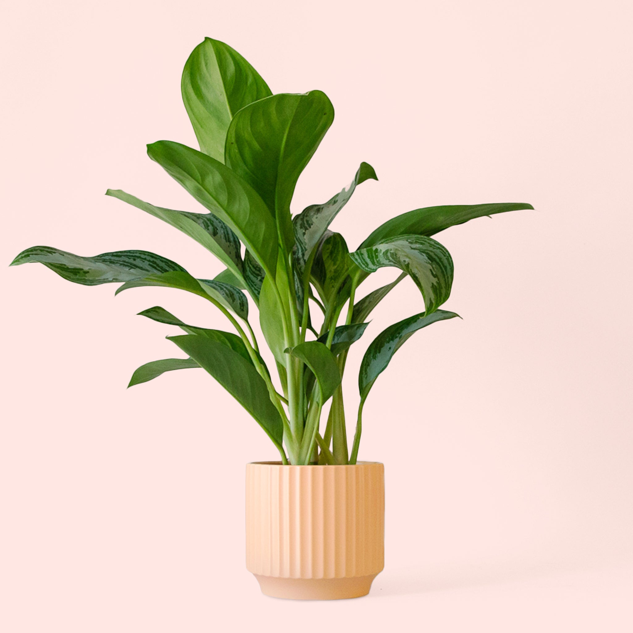 Aglaonema | Silver Bay