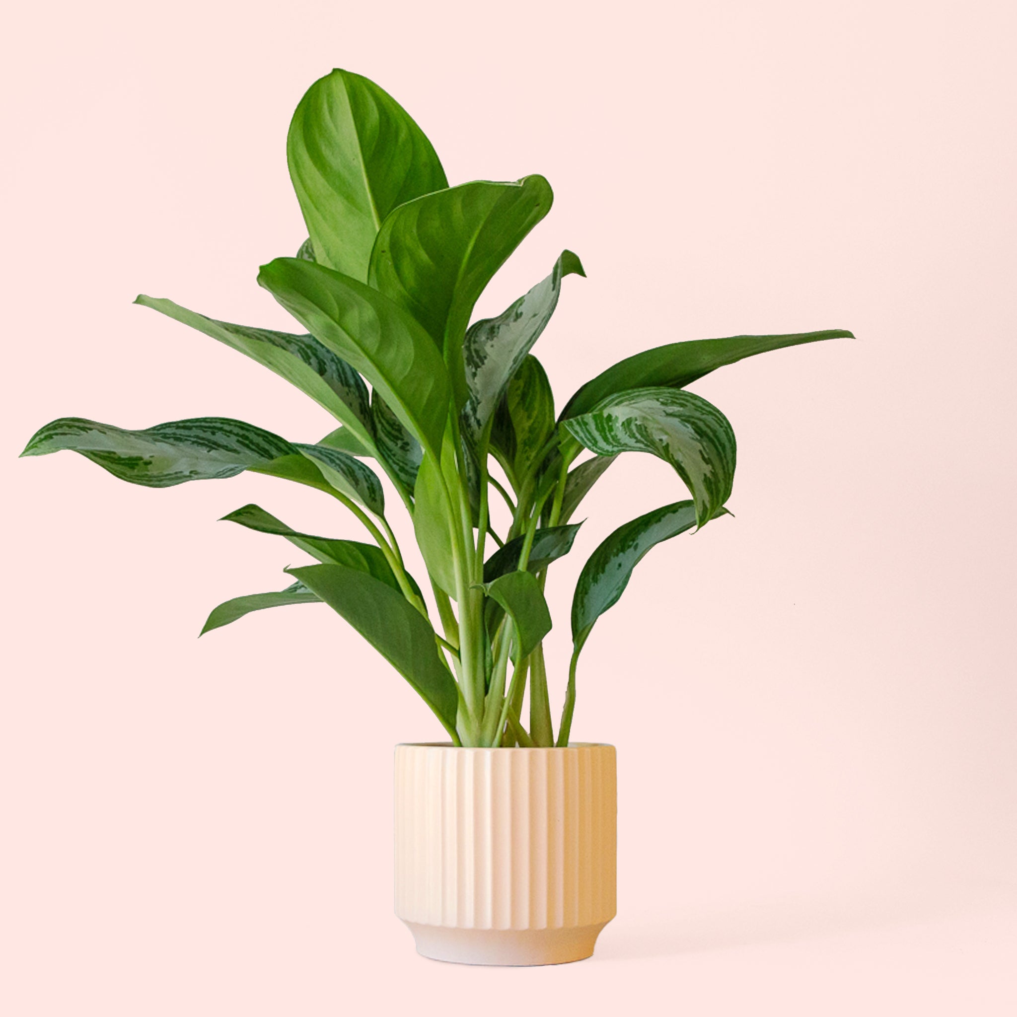 Aglaonema | Silver Bay