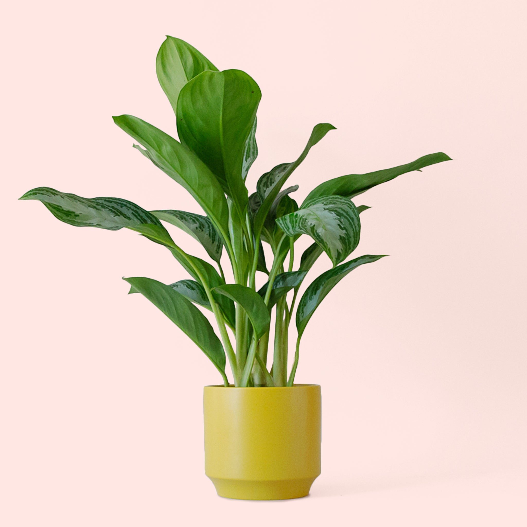 Aglaonema | Silver Bay