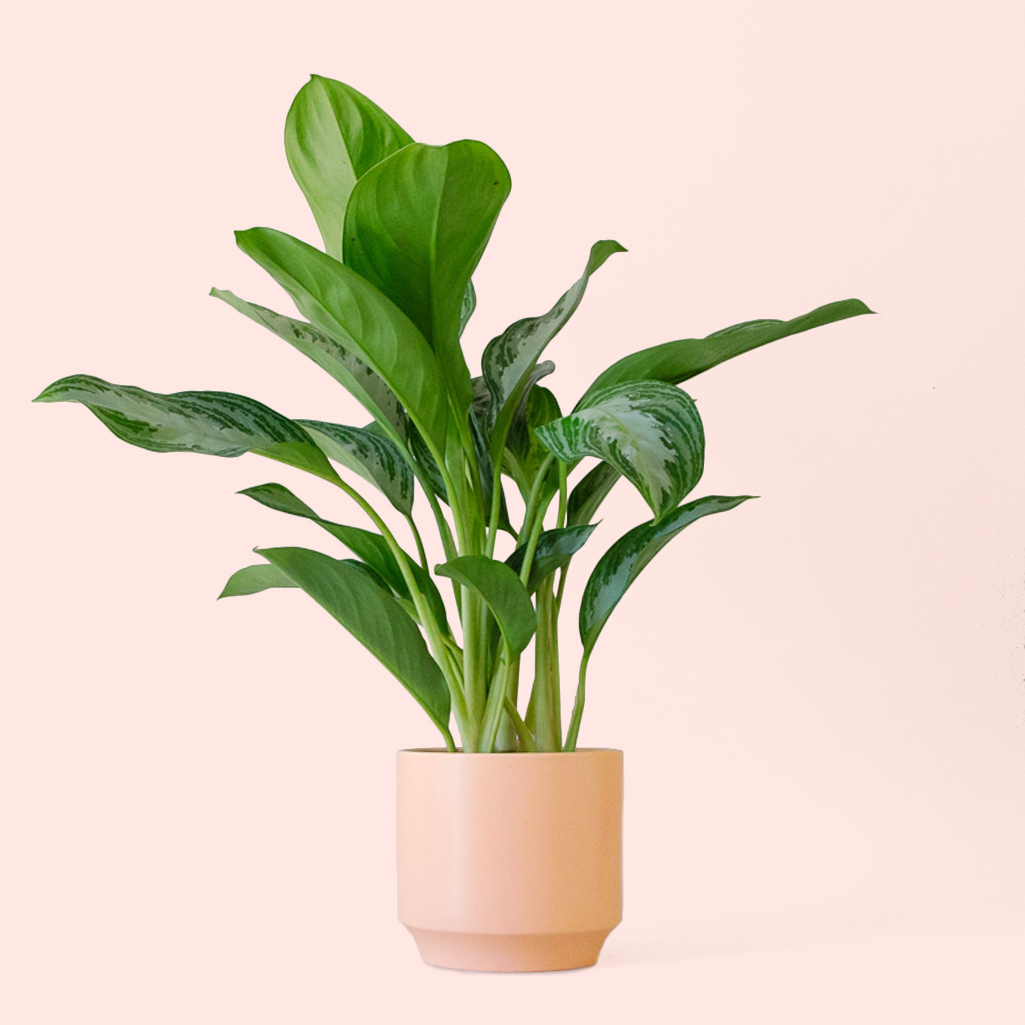 Aglaonema | Silver Bay