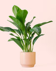 Aglaonema | Silver Bay