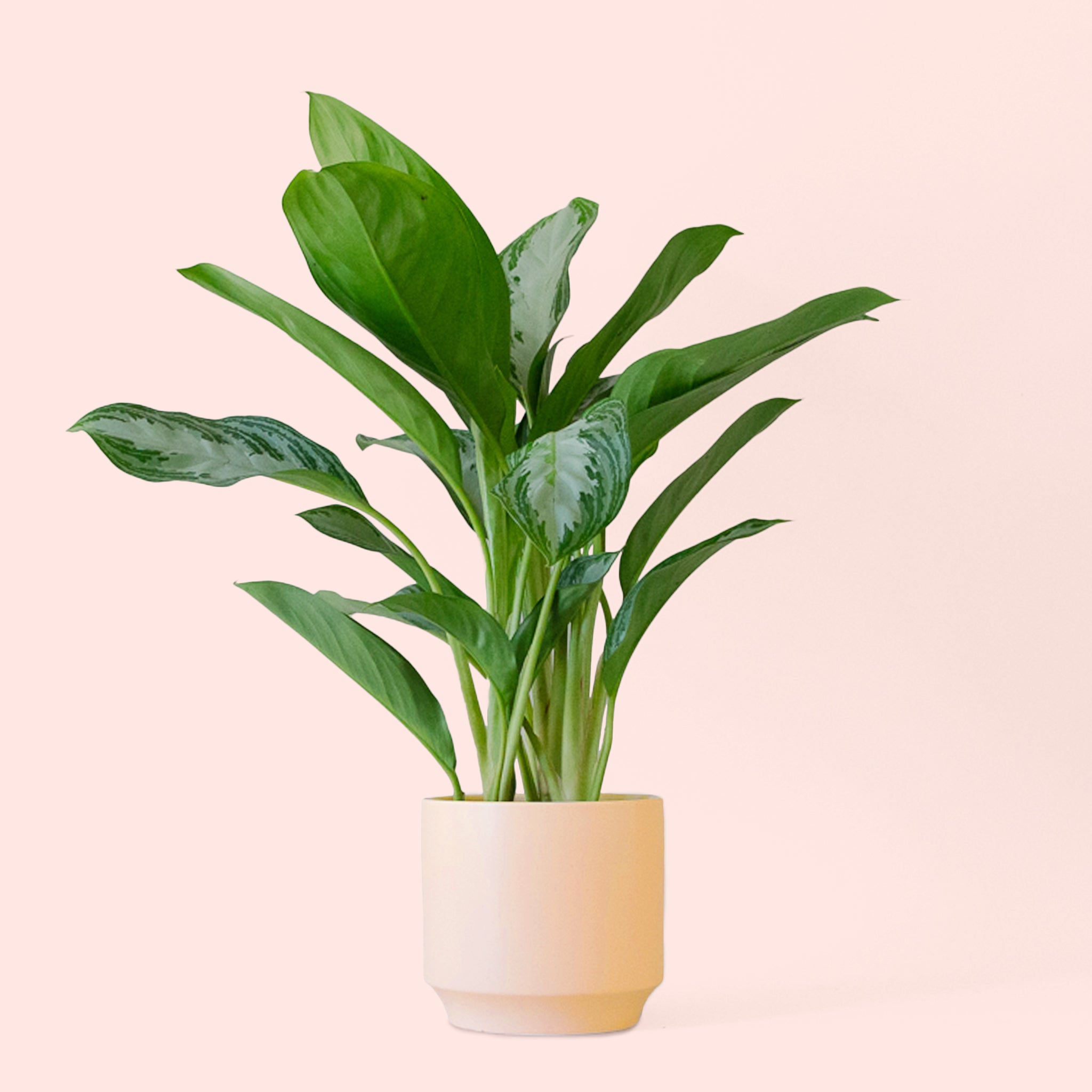 Aglaonema | Silver Bay