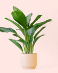 Aglaonema | Silver Bay