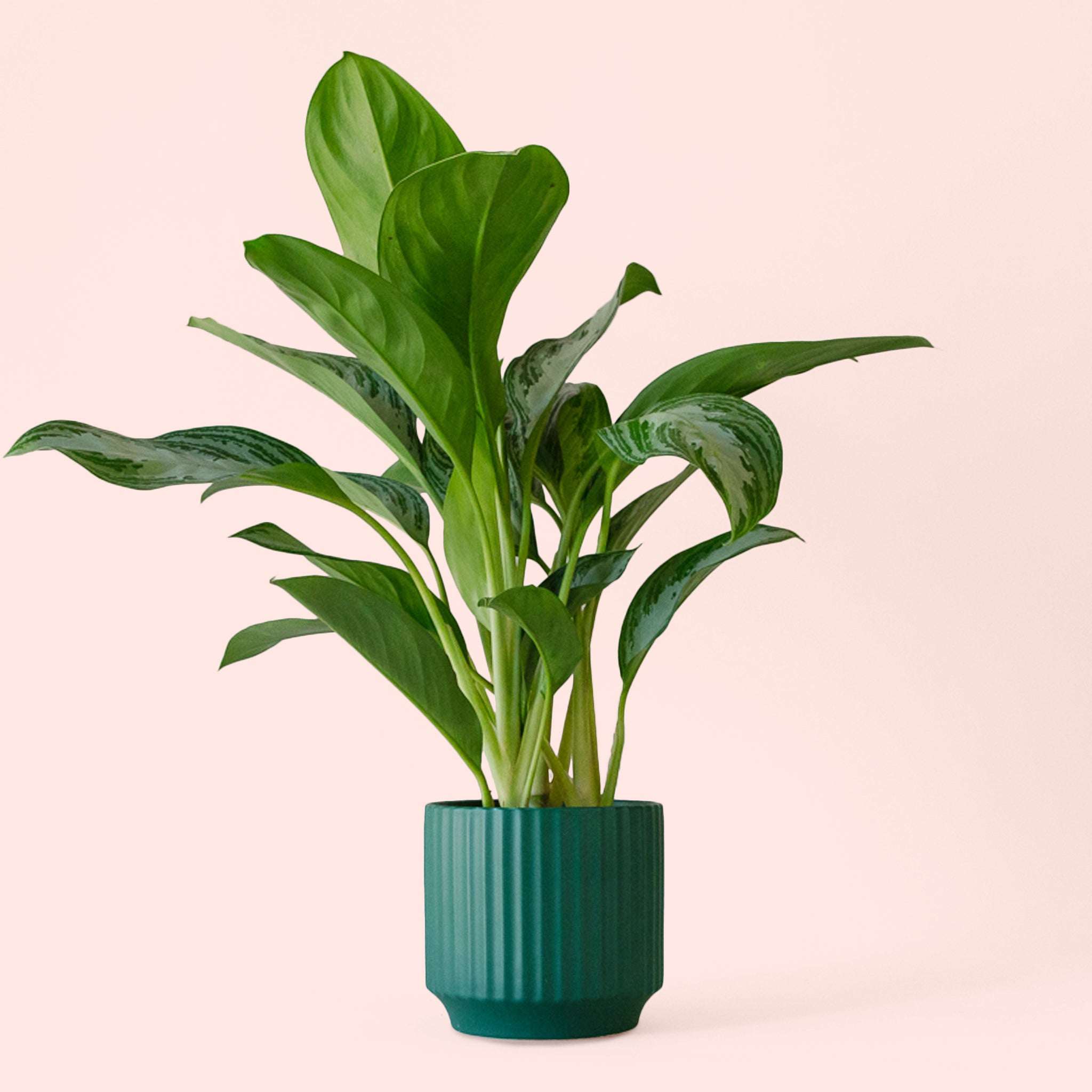 Aglaonema | Silver Bay