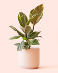 Ficus Elastica | Tineke