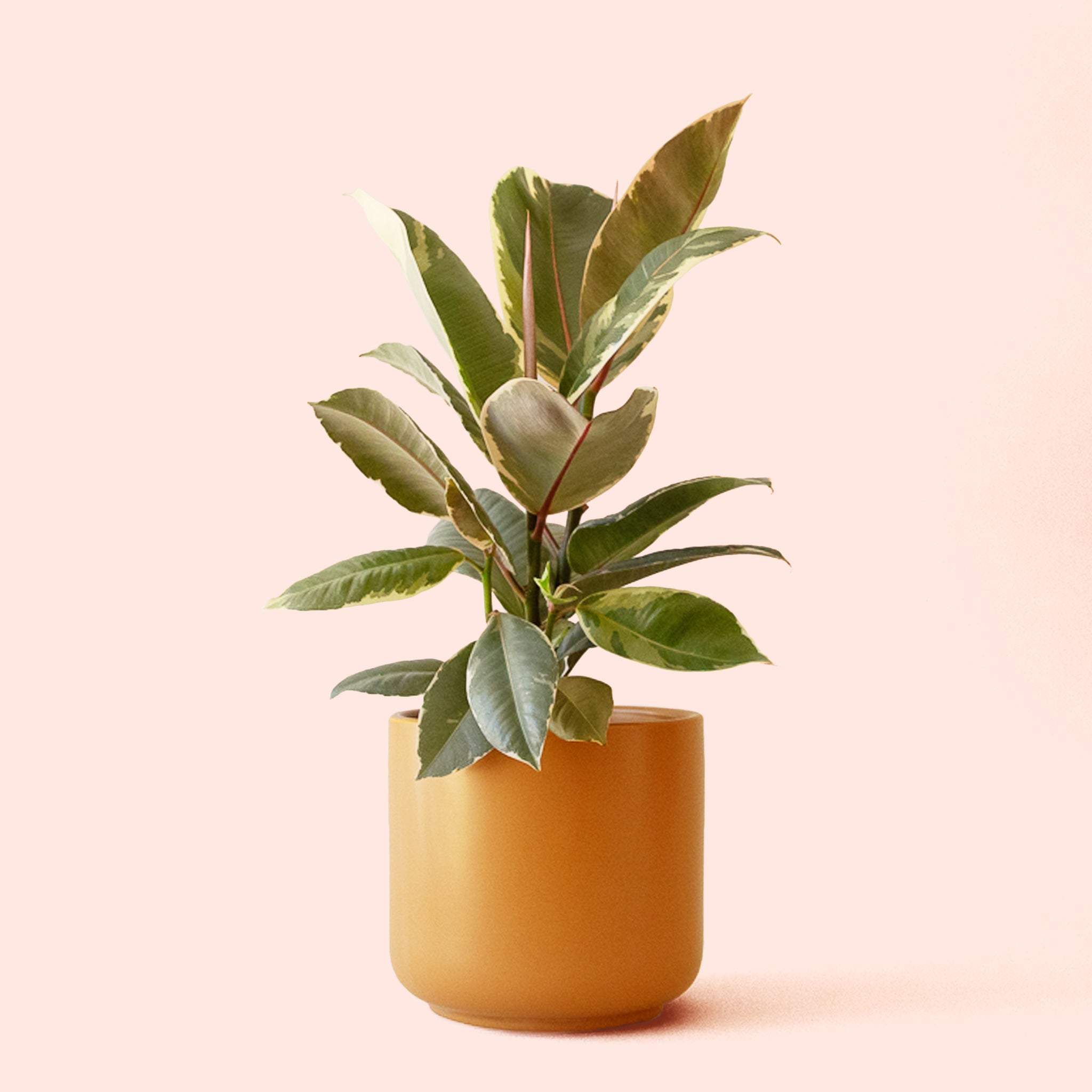 Ficus Elastica | Tineke