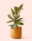 Ficus Elastica | Tineke