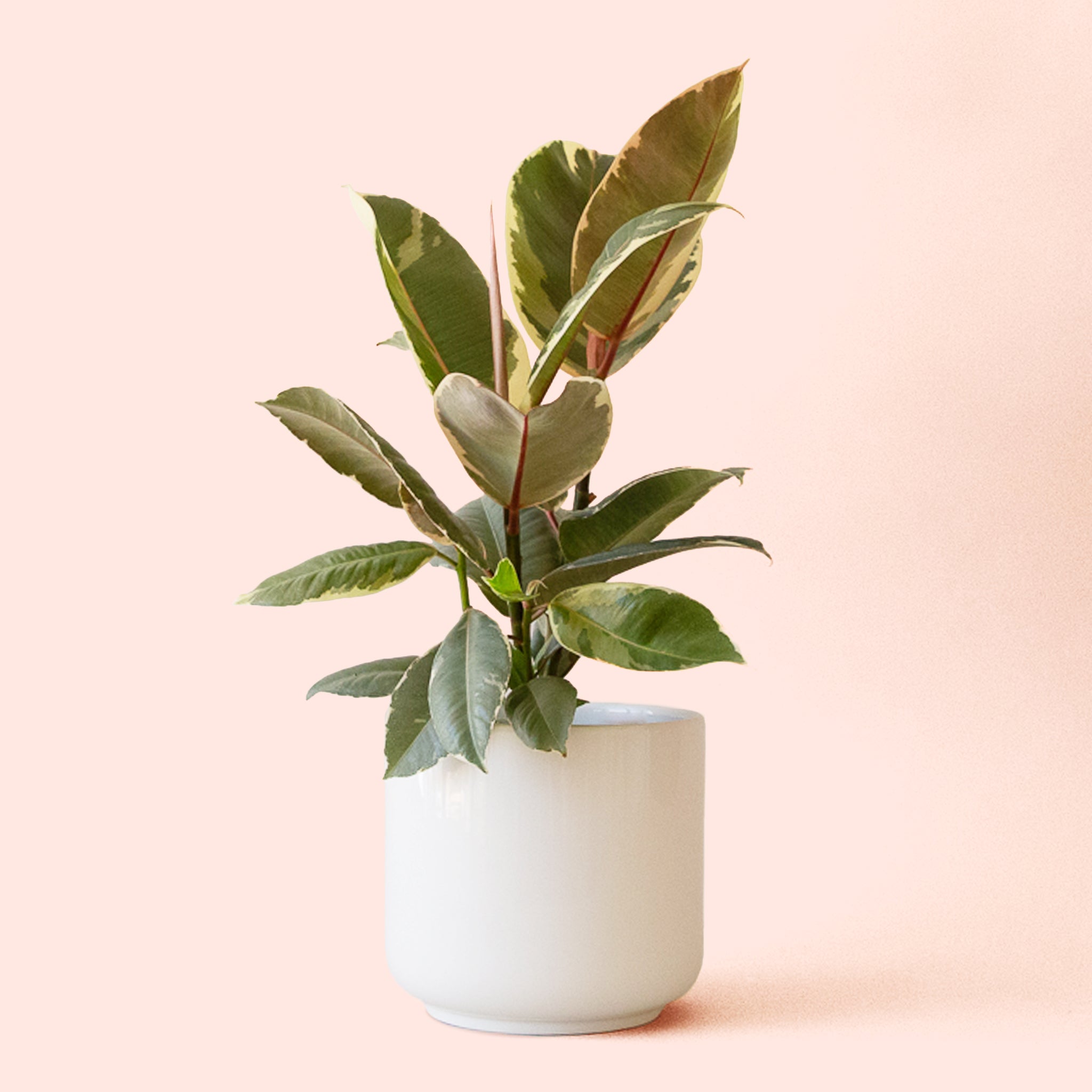 Ficus Elastica | Tineke