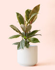 Ficus Elastica | Tineke