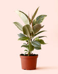 Ficus Elastica | Tineke