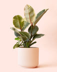 Ficus Elastica | Tineke