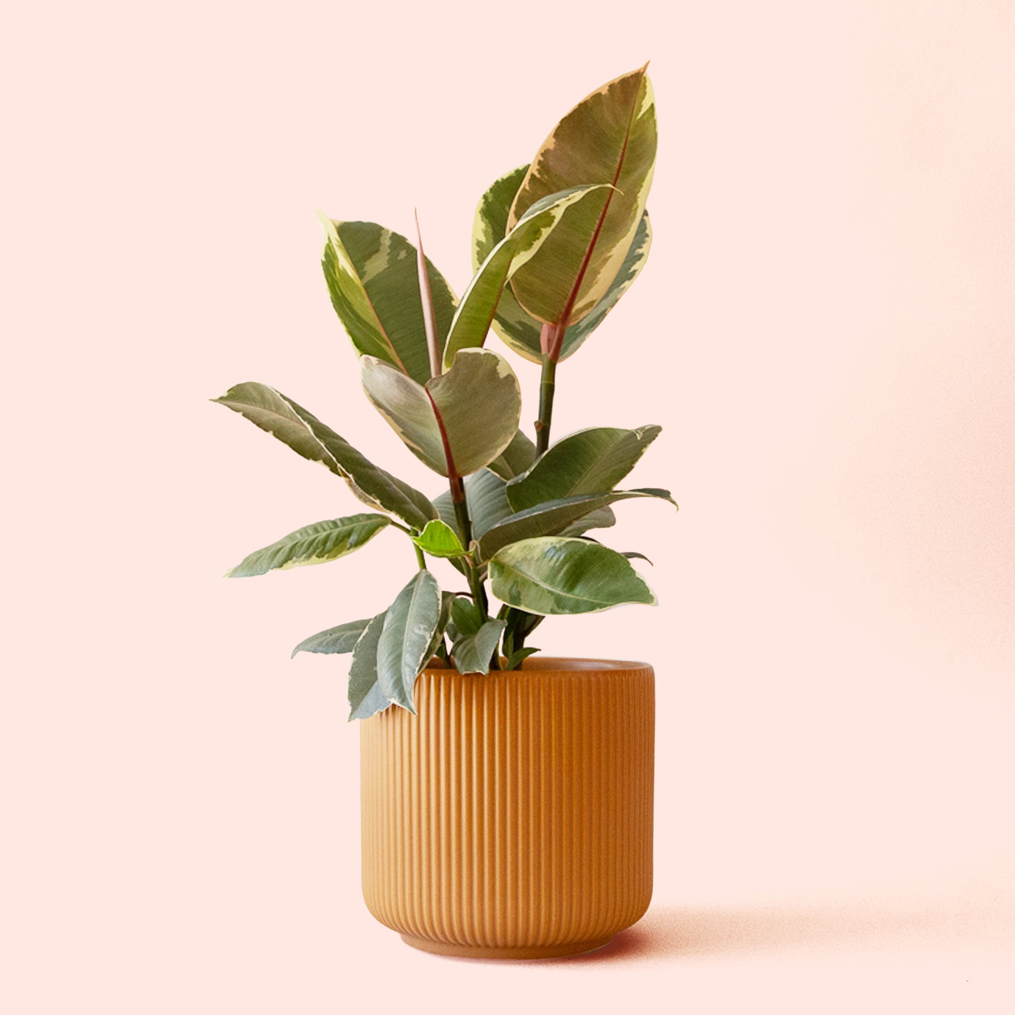 Ficus Elastica | Tineke