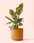 Ficus Elastica | Tineke